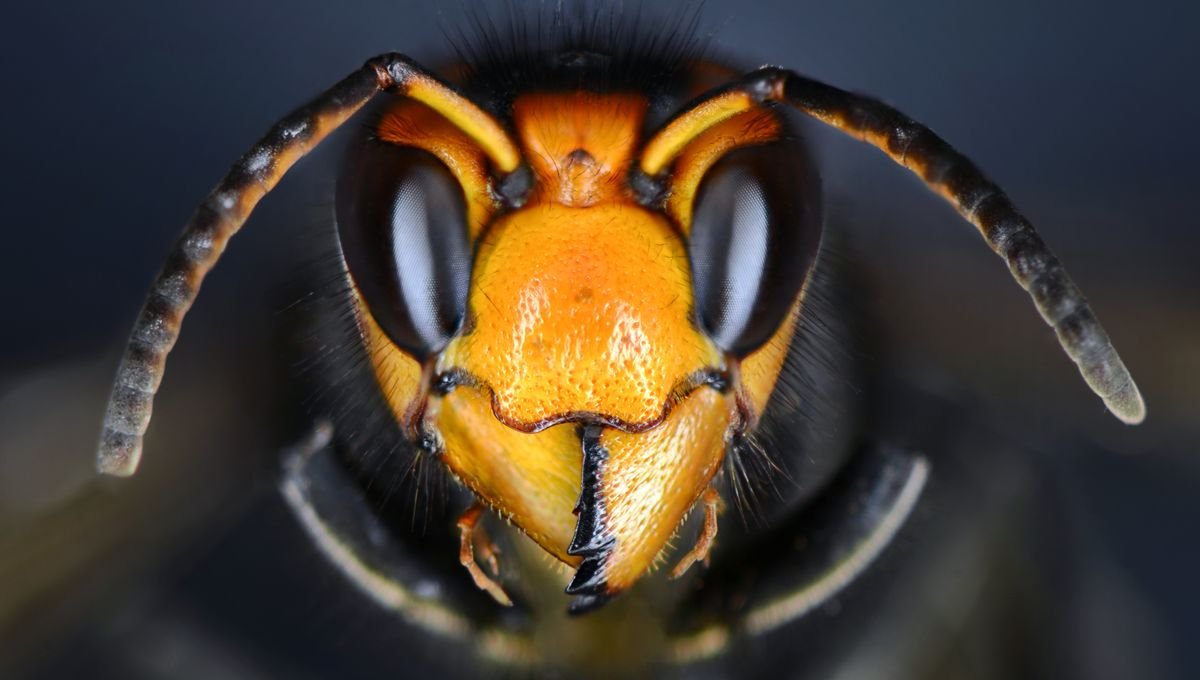 Estudo revela que vespas e abelhas lideram mortes causadas por animais nos EUA - Imagem do artigo