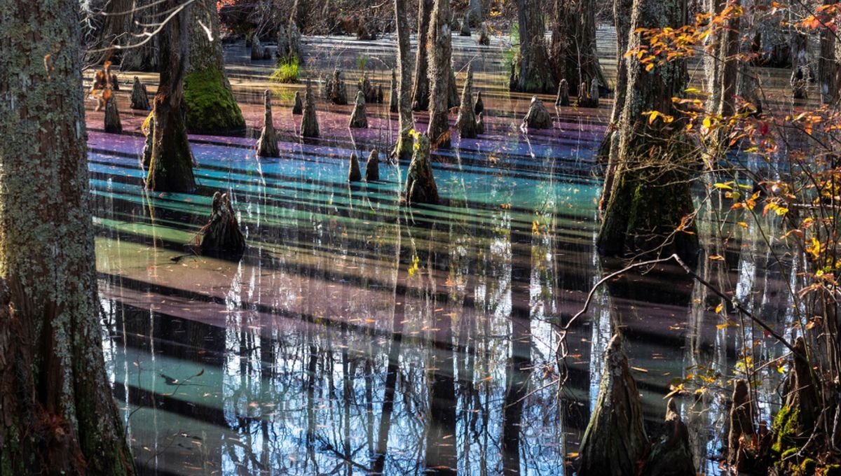 Pântano na Virgínia revela cores de arco-íris no inverno - Imagem do artigo