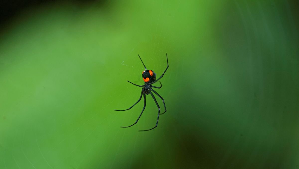 Mulher injeta aranha viúva-negra e vai parar na UTI após forte reação - Imagem do artigo