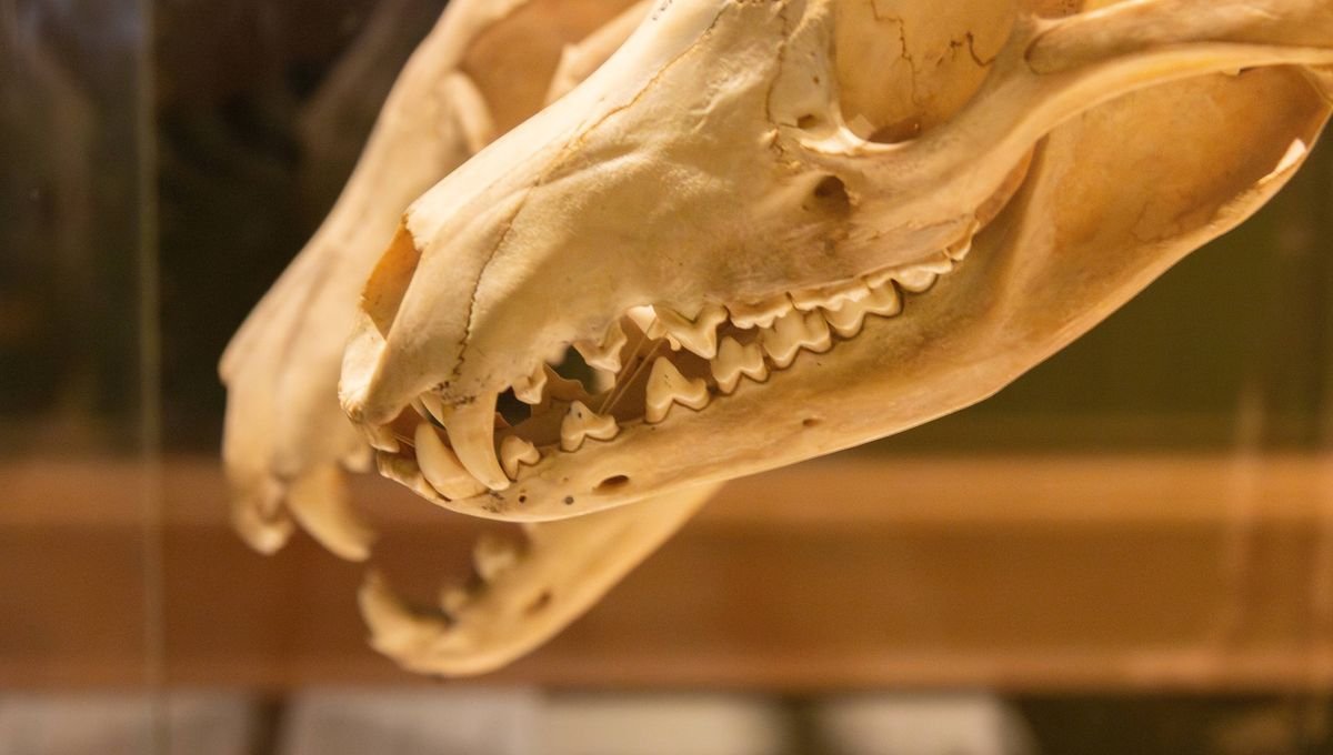 Pesquisadores revelam perda genética que pode ter condenado o tigre-da-Tasmânia antes da ação humana - Imagem do artigo