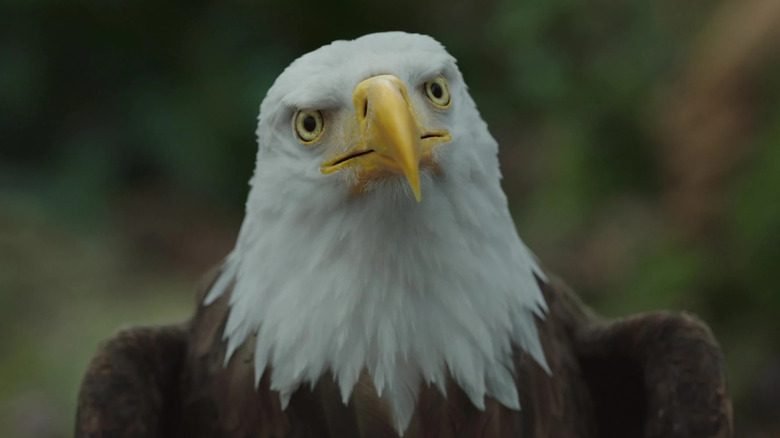 Peacemaker 2 entrega vingança de Eagly e sela pedido de desculpas de James Gunn - Imagem do artigo original