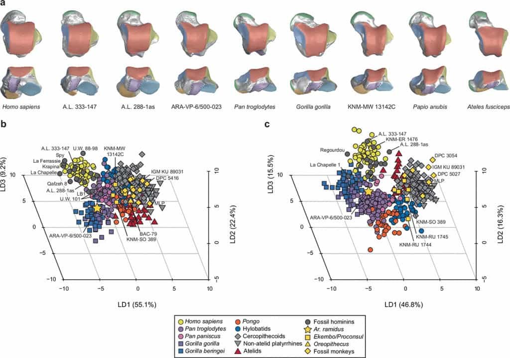 Fóssil de 4,4 milhões de anos revela passo crucial na evolução humana - Imagem do artigo