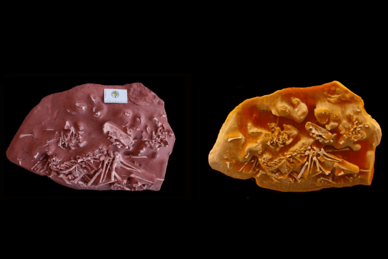Tomografia revela dinossauro brasileiro sem dentes que intriga cientistas - Imagem do artigo original