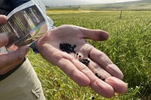 remansonoticias 1763507870