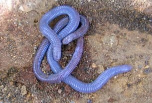 remansonoticias 1774363446