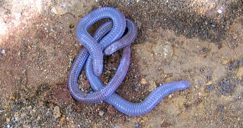 remansonoticias 1774363446